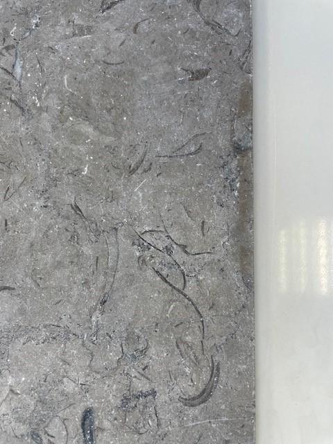 Close-up of Lucca Grey limestone showing fossil shells and calcite mineral deposits within the stone