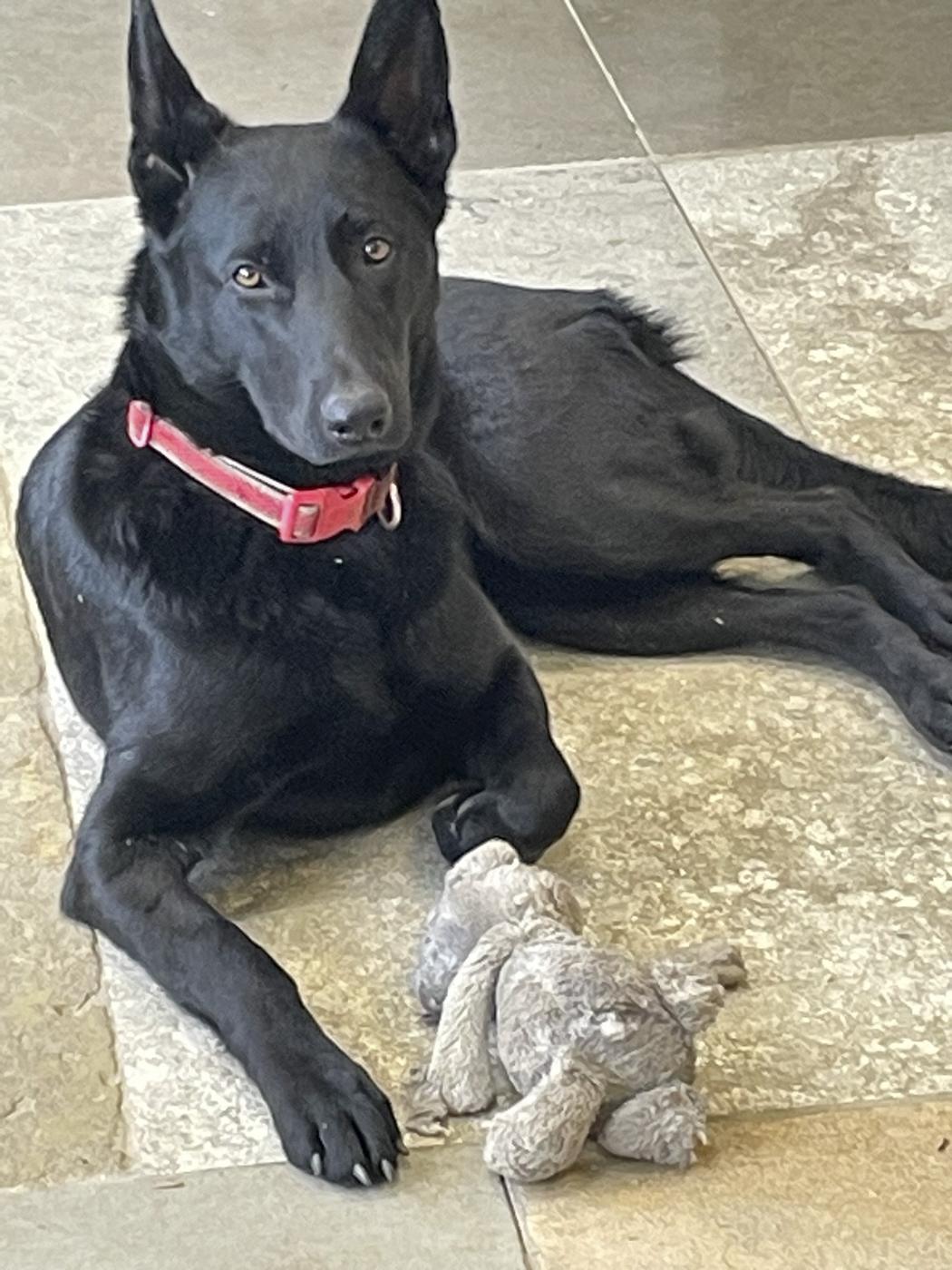 Molly the dog lying on a limestone floor with a toy