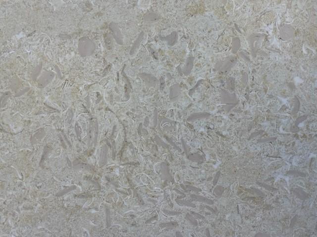 Detailed view of Seashell limestone showing prominent seashell inclusions and mineral variation